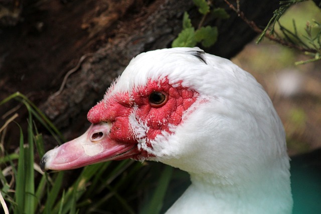 菜的创意未 菜的创意未